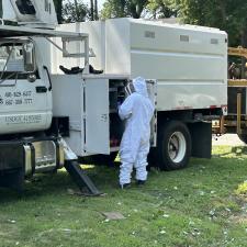 Tree-Removal-with-Bee-Hive-in-Stevensville-MD 8